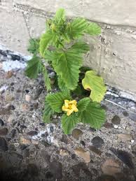 Image result for Malvastrum coromandelianum