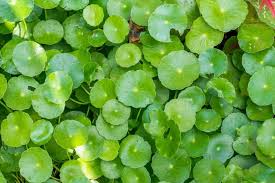 Image result for Hydrothauma manicatum