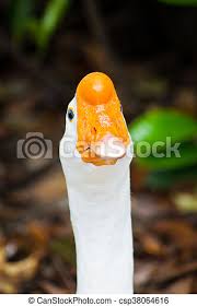 Often rests on low snags above water, and may perch high in dead trees. White Duck With Orange Beak Animals Curtains Chinese Goose Feathers From White And Bright Orange Beaks Canstock