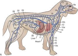 We did not find results for: Veins Veterian Key