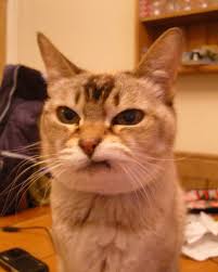 When Hooman Doesn T Give The Fancy Feast Kedi Esprileri Komik Kediler Komik Hayvan Fotograflari