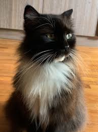 Have You Seen Java A Missing Cat Lost At Mount Sinai Rise Cat Shadow Cats Cat Colors