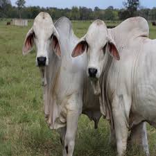 If you are looking for a few gentle calves, developed through thoughtful breeding, we may have the animals you are looking for. Premium Healthy Live Brahman Cattle Bulls Calves Heifers For Sale Buy Live Brahman Cattle Calf High Boots For Men Bull Bar For Nissan Patrol Y61 Product On Alibaba Com