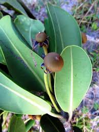 Image result for Mimusops afra