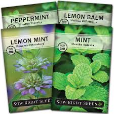 Especially if you have got mint if you have bought a plant from the garden center, then i suggest to repot the plant in a container of. Amazon Com Sow Right Seeds Mint Garden Seed Collection Peppermint Common Mint Lemon Mint And Lemon Balm Non Gmo Heirloom Seeds With Instructions For Planting Indoors Or Outdoors Great
