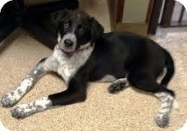 Australian Cattle Dog Lab Mix Lab Dogs Cattle Dog Australian Cattle Dog