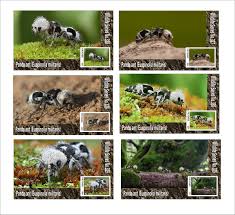 Image result for panda ant