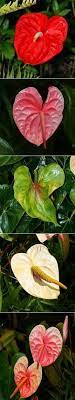 Anthurium Difficult For Beginners Flowers From Spring Right Through To Fall A Tropical Plant Anthurium Spring Plants Flower Garden