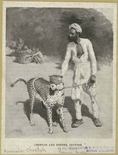 Cheetah used for hunting -India 1922 Cheetah cough leopard used for hunting India 1922