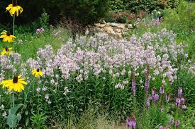 Physostegia virginiana 'pink manners' is a clumping, upright plant with deep green glossy foliage. Physostegia Pink Manners Obedient Plant For Sale Rare Roots
