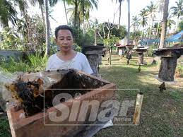 Cara minum urat madu yang benar minumlah urat madu sesuai petunjuk dan dosis, agar bisa mendapatkan khasiat yang maksimal dan tanpa efek samping. Hasil Madu Kelulut Hingga 10 Kg Sebulan