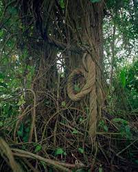 Pin By Anna Young On Jungle Jungle Jungle Ayahuasca Plant Ayahuasca Shaman