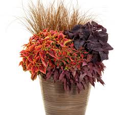 Image result for Coleus hereroensis