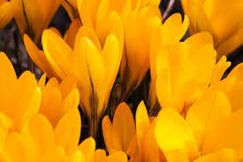 Mar 21, 2021 · librivox about. Fiori Gialli I Piu Belli Per Dare Luce Al Giardino E Al Balcone