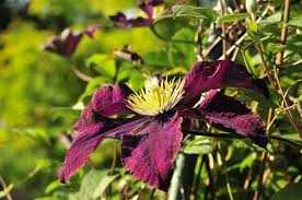 Natürlich ist im garten regelmäßiges gießen erforderlich. Clematis Warszawska Nike Clematis Warszawska Nike Online Kaufen