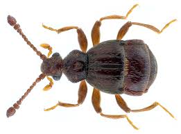 Image result for Brachychloa