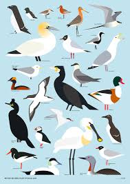 British Sea Bird Chart By Build Graphic Sea Birds