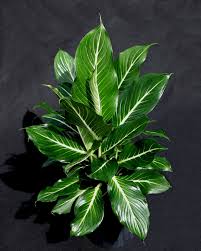 Dieffenbachia Sterling Plantas De Interior Plantas Naturaleza