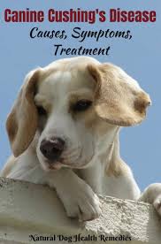 Canine Cushings Disease Symptoms Causes Treatment Diet