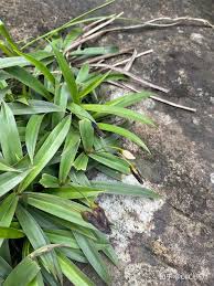 Image result for Xerophyta scabrida