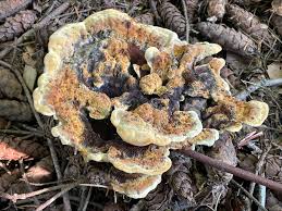 Image result for Craterosiphon quarrei