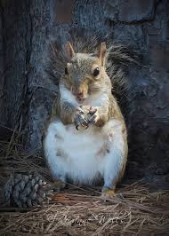 Image result for Brown Squirrel 2014 Peugeot