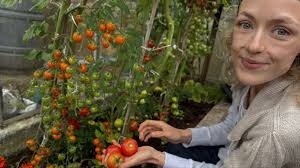 Our Clara harvesting tomatoes from our greenhouse for tomorrow's spa  clients. From garden to treatment room at Pure Day Spa, wellbeing is a  journey rooted in nature, where every detail — from