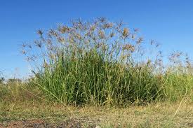 Image result for Chloris gayana