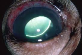 We would like to show you a description here but the site won't allow us. Glaucoma In Dogs The Animal Medical Center