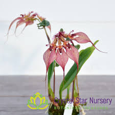 Image result for Bulbophyllum stolzii