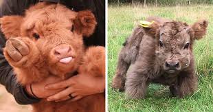 The topping on the cake of the highland is the mini highland. If You Ever Feel Sad These 50 Highland Cattle Calves Will Make You Smile Bored Panda