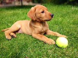 The highly prized fox red labrador color dates back to the original bloodlines of the labrador. Fox Red Labrador Loki Fox Red Labrador Fox Red Labrador Puppy Red Labrador