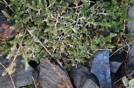 Image result for Selaginella dregei