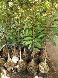 Benih cantuman (mata dan pucuk tunas) diambil dari pokok kelon yang terpilih bagi memastikan ketulinannya. Jual Bibit Durian Musangking Kaki 10 Di Lapak Maju Jaya Lestari Bukalapak