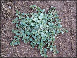 Image result for Alternanthera caracasana