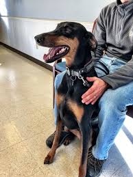 Cora : rDobermanPinscher