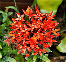 Image result for Ixora sp. A