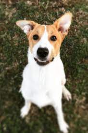 Evansville animal care & control requires that all animals adopted from the shelter be spayed or neutered. Lost Found Pets City Of Evansville