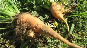 The Case for Growing Ugly Vegetables