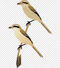 Elle a un plumage neutre, sans caractères saillants et souvent cryptique avec le sol sur lequel elle se déplace car c'est un oiseau terrestre. Lark Wren Bird Common Cuckoo Beak Bird Lark Wren Png Pngegg