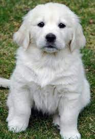 Share it or review it. English Cream Golden Retriever Puppies For Sale White Golden Retriever Puppy Retriever Puppy White Retriever