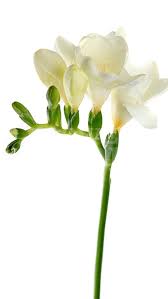 Freesia D Riga Freesia Bloom Flowers
