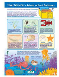 Get your kindle here, or download a free kindle reading app. Invertebrates Animals Without Backbones Newpath Visual Learning Guide Flinn Scientific