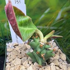 Image result for Monadenium discoideum