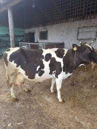 Crescătorul de animale doru axenie a anunțat pe grupurile de facebook că este victima hoților de animale care anunțul lui doru axenie a atras repede atenția crescătorilor de pe grupul de facebook grupul văcarilor din românia care au apreciat că. Vand Vaca Holstein Cu Transport Asigurat
