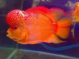 Get ikan louhan kecil jenong background. Griya Louhan Blog S Gallery Ikan