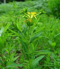 Image result for Hypericum