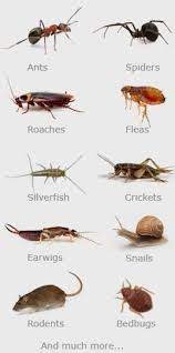 they have a flattened body long antennae and bristly legs they have specialised sensors called cerci thirstypestcontrol c pests silverfish pest control