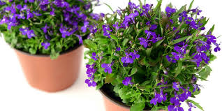 10 fiori da balcone invernali infiorescenza a grappolo tipica di certi alberi. Morning Breaknews Fiorellini A Grappolo Profumatissimi Che Crescono Inizio Primavera Fiori Di Primavera Resiste Ai Geli Ed Alla Siccita E Cresce Bene In Terreni Dove Non Abbondi L Acqua Per Irrigare