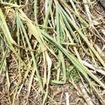 Just like onions and other plants in the allium family, garlic is sensitive to daylength and matures during the longest days of summer. Tips For Growing Great Garlic